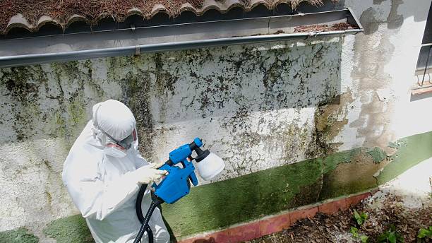 Trusted Mold Remediation service in Caledonia, MI - Cheap Mold Removal